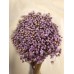 STAR FLOWERS Lavender 12"-